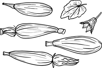 Hand drawn vector sketch of zucchini squash on isolated background. Food illustration with flowers, leaf and zucchini plant in line art. The image created without any artificial intelligence software