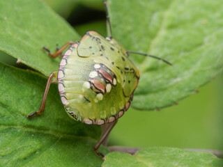 caterpillar on leaf