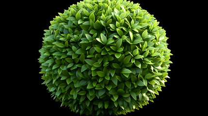 Wall Mural - Green Sphere Bush Plant Isolated on Black Background