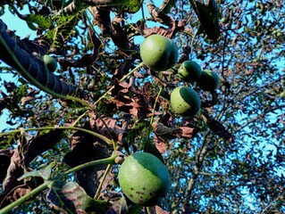 Green walnuts on tree branches in autumn among dried yellow walnut leaves.