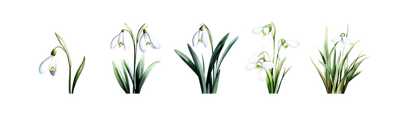 Sticker - Watercolor snowdrop flower set. Vector illustration design.