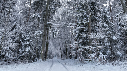 Wall Mural - Aerial view of snowy frozen forest and path in winter.