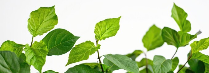 Sticker - Fresh Green Leaves on Young Plants Against a White Background in a Minimalistic and Modern Composition