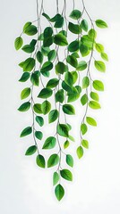 Wall Mural - Watercolor Illustration of Green Hanging Leaves