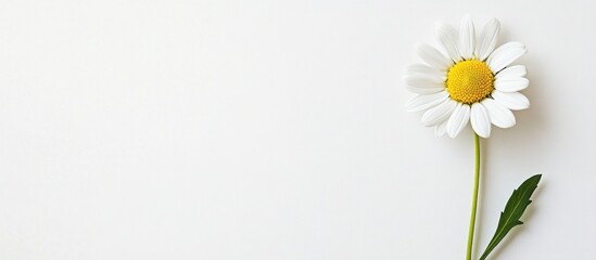 Poster - Single Daisy on a White Background