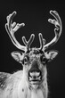 © Mappingz - portrait studio photograph of reindeer black and white