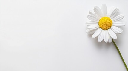 Wall Mural - Single Daisy on White Background