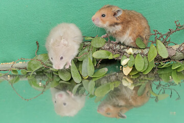 Reflection of two Campbell dwarf hamsters looking for food in a small pond. This rodent has the scientific name Phodopus campbelli.