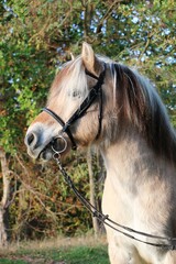 closeup of a pretty fjord horse standing in the autumn forest with a bridle