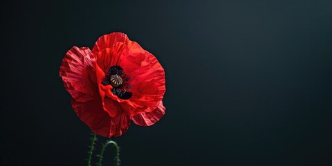 Canvas Print - A red poppy flower is the main focus of the image. The flower is standing tall and is surrounded by a dark background. Concept of resilience and strength