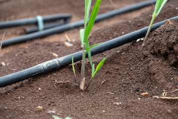 sugarcane plants grow in field. Growing sugarcane plants in a sugarcane farm, sugarcane plants growing in a cultivated field.