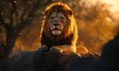 © VGX Ultra - Majestic Lion Resting on Rock with Golden Bokeh Effect