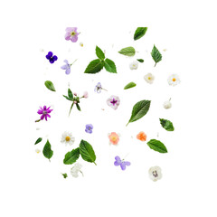 Colorful Flowers and Green Leaves Falling on White Background