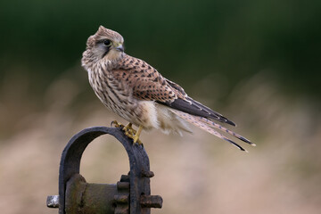 Wall Mural - Recently fledged Kestrel (Falco tinnunculus) perched in a field