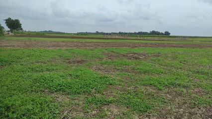 Agriculture green land from India