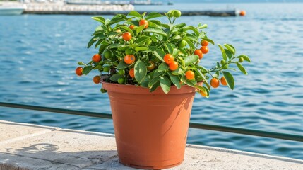 Canvas Print - A potted plant with small kumquats growing on it