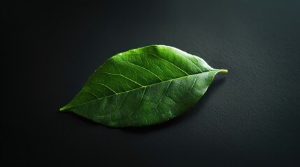 Canvas Print - Single Green Leaf on Black Background