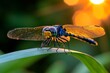 © Sanchai - Dragonflies, late summer evenings, golden light evoke the fading warmth of the season