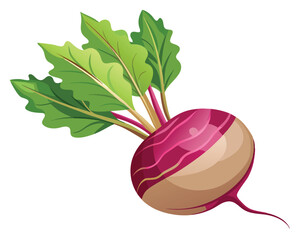 Root vegetable vector illustration on white background