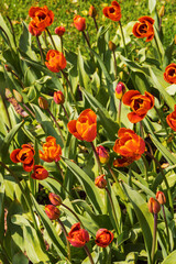 Tulip Orange Beauty. Very rare old tulips from Holland