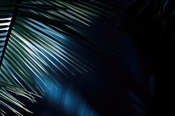 Poster - Light and shadow on palm leaf  dark blue nature background