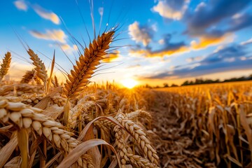 Poster - Enchanting Autumn Gold, Harvest, and Countryside shown in a rural landscape where golden fields of crops are ready for harvest, the warm light of the setting sun casting a magical glow over