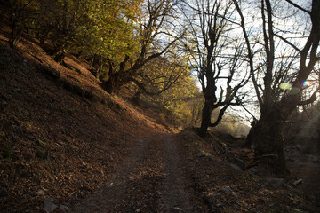 Wall Mural - landscape with beautiful fog in forest on hill or trail through a mysterious winter forest with autu