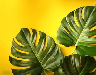 Dragon Tail Monstera or Epipremnum Pinnatum tropical leaves on ligh yellow color background minimal summer