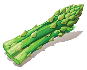 Asparagus vector illustration on white background