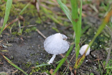 mushroom in the grass