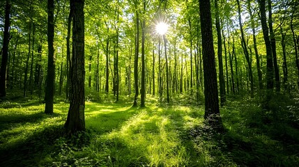 Canvas Print - Enchanting Lush Green Forest with Sunlit Canopy Exuding Serene Ambiance