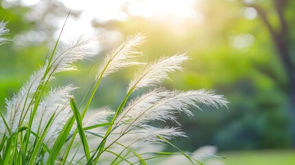 Wall Mural - Soft-Focused Grass and Blurred Forest Scene,Tranquil Nature Background