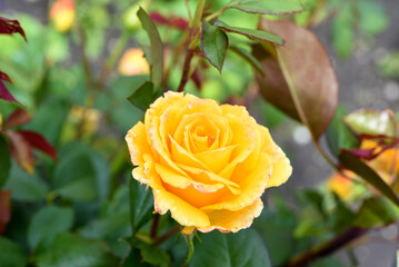 Wall Mural - An orange rose on a green bush. A yellow flower.