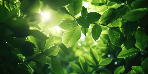 Canvas Print - Sunlight Through Tree Leaves