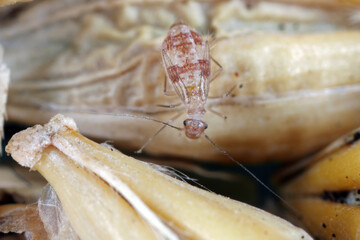 Poster - Dorypteryx domestica is a Synanthropic species of barklouse in the family Psyllipsocidae. Insect on grain, barley seeds in storage.