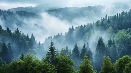 Wall Mural - A misty forest with a thick canopy of trees