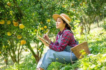 Beautiful woman gardener in a citrus orchard, picking oranges with a wicker basket organic orange tree plant garden and harvesting ripe orange crop is agriculture smart harvesting and plantation.