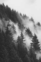 Wall Mural - Black and White Forest Landscape