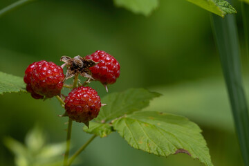 Wild red raspberries