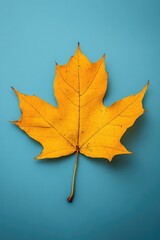 Single yellow leaf on blue surface