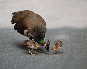 Peacock mon with brown and green feathers and her two peachicks are checking out possible food on a gray sidewalk.