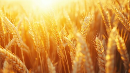 Poster - Field of Wheat with Sunlight