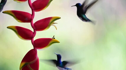 Wall Mural - bird, hummingbird, animal, nature