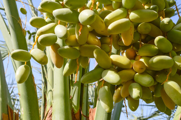 Canvas Print - green dates fruit on tree, Baluchistan farm agriculture food organic