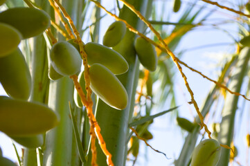 Canvas Print - Raw fresh new season dates leaves on a tree