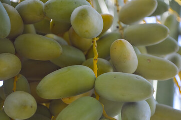 Canvas Print - bunch of green dates fruit hanging on tree