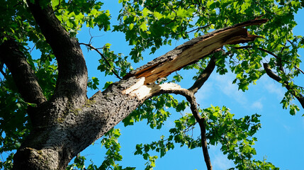 Poster - The image shows a broken tree branch with exposed wood, surrounded by lush green leaves. The background features a clear blue sky