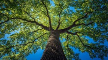 Oak Tree Branches And Blue Sky Free Stock Photo - Public Domain Pictures