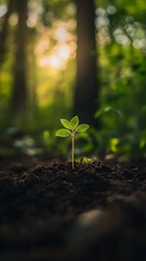 A small green shoot of a tree growing in the forest, symbolizing new life and growth