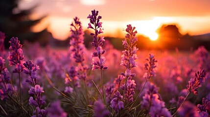 Poster - a field of purple flowers under sunset with green tree.